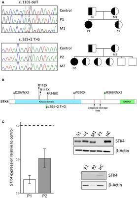 Frontiers | EBV Negative Lymphoma And Autoimmune Lymphoproliferative ...